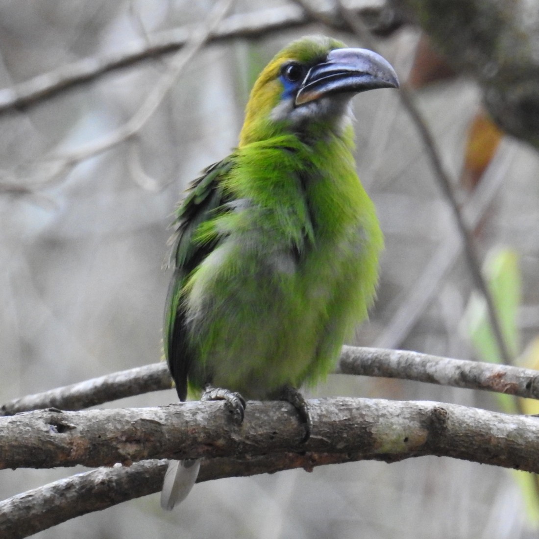 Groove-billed Toucanet - ML151737641