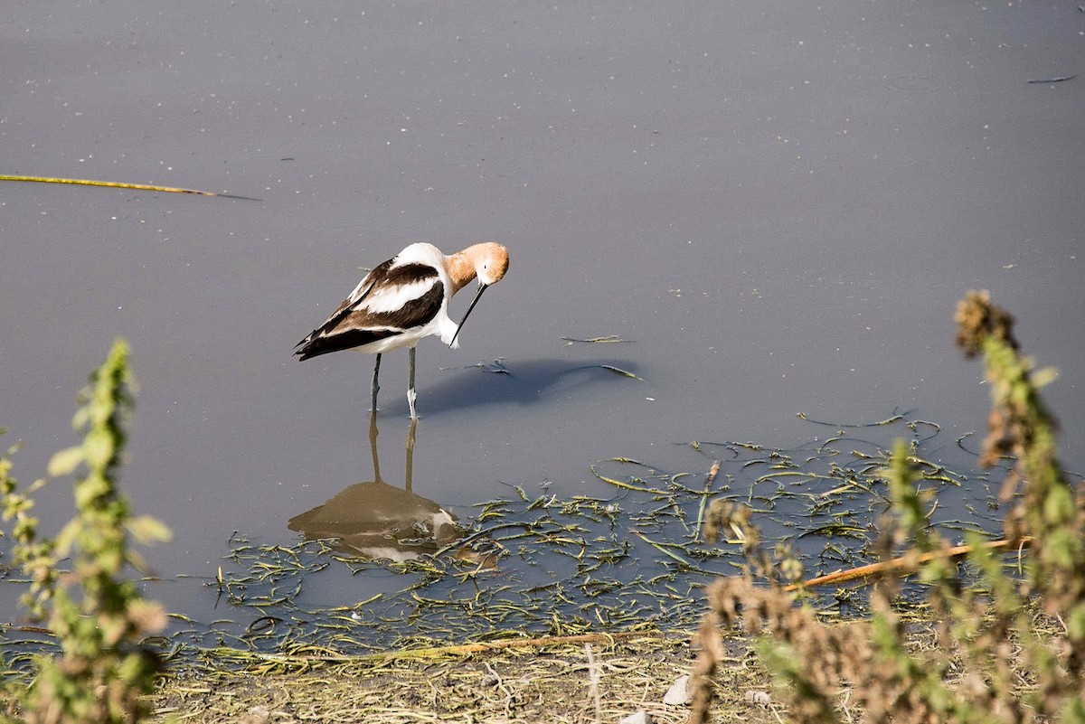 Avocette d'Amérique - ML151737651