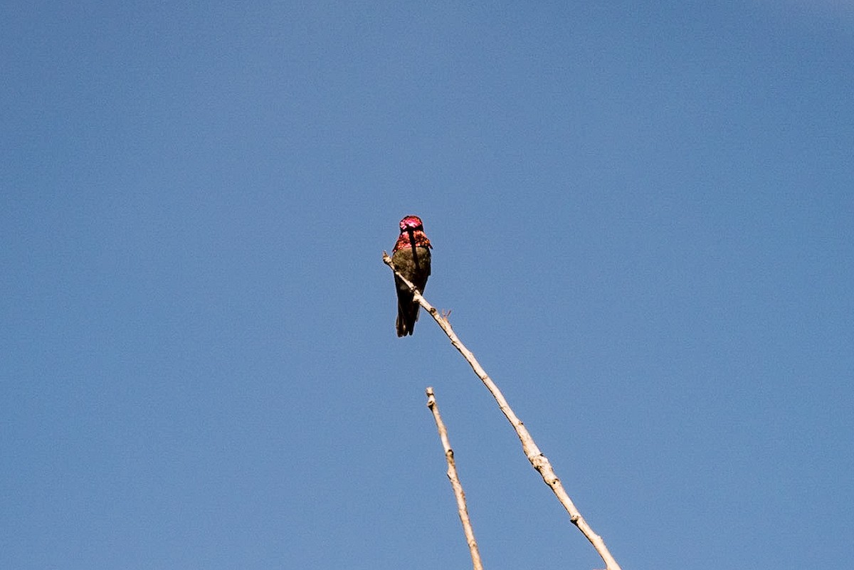 Colibrí de Anna - ML151737911