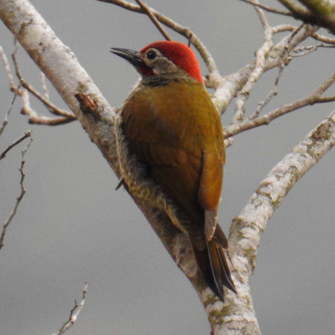 Golden-olive Woodpecker - ML151737931
