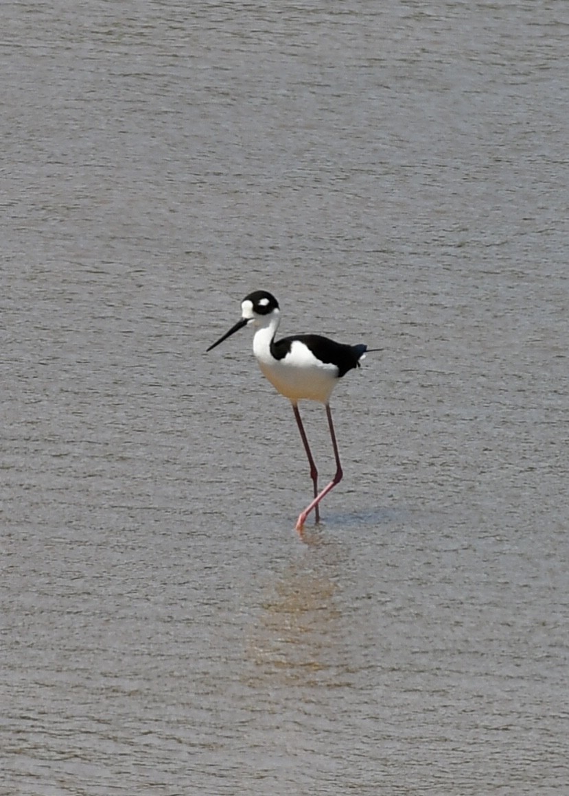 Black-necked Stilt - Joe Wujcik