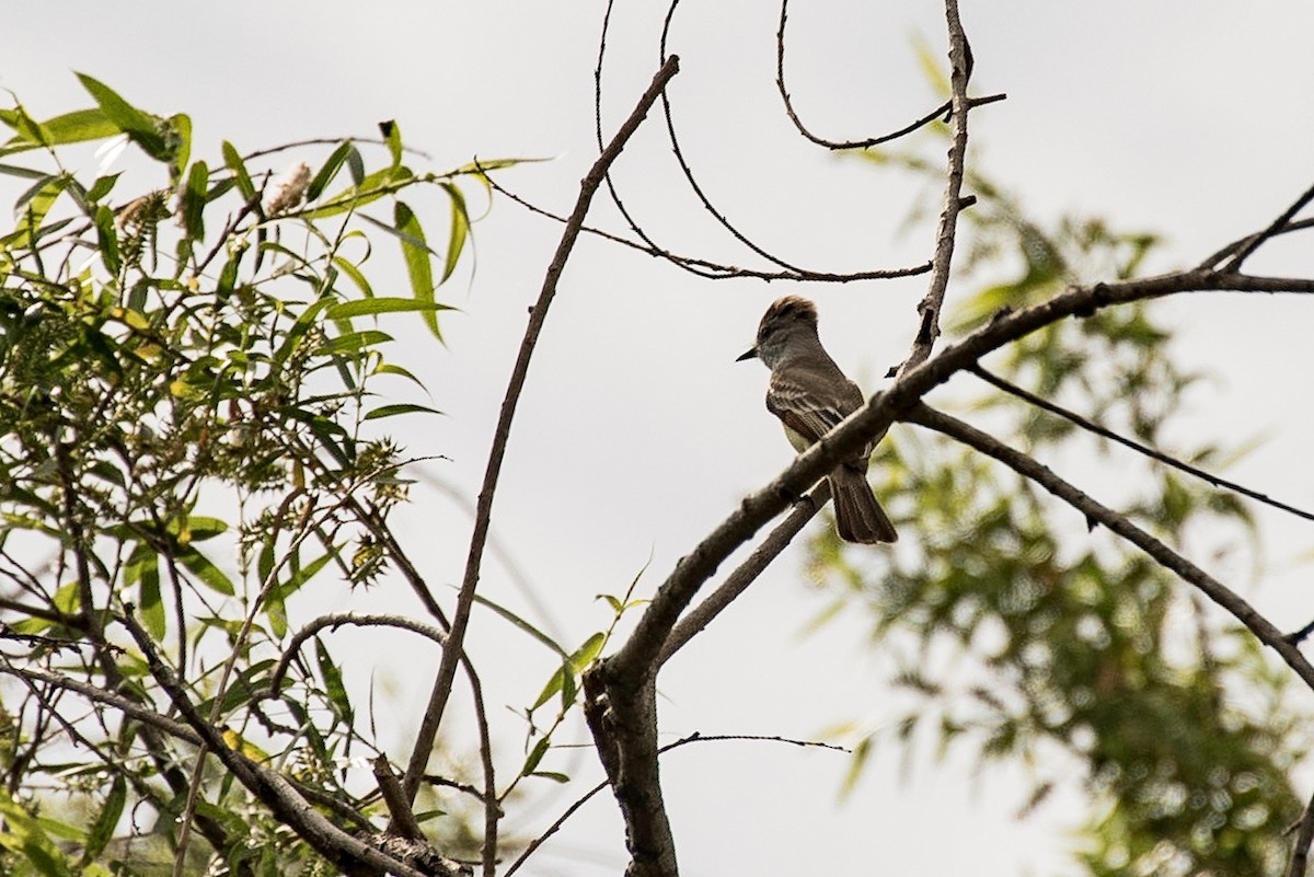 Ash-throated Flycatcher - ML151738161