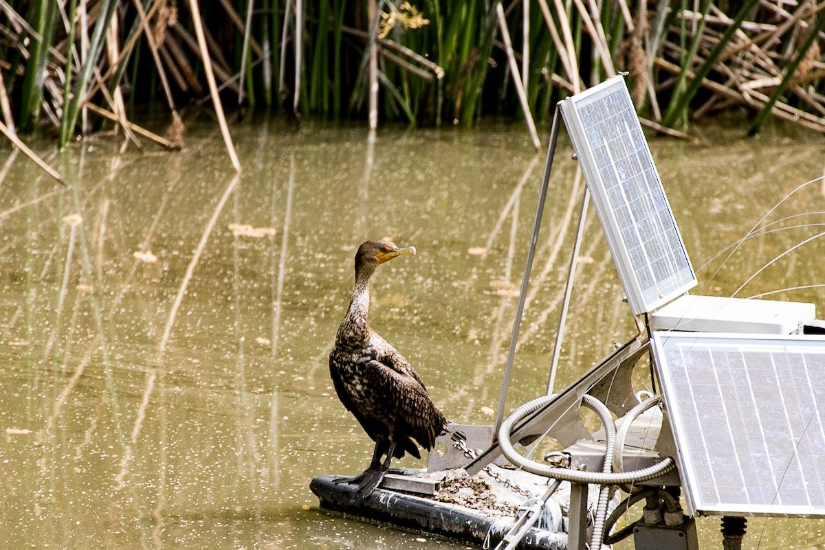 Double-crested Cormorant - Andrea C