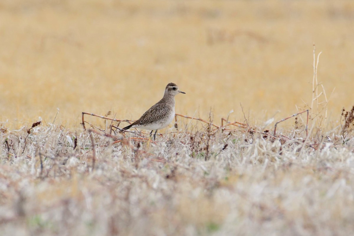 American Golden-Plover - ML151738921