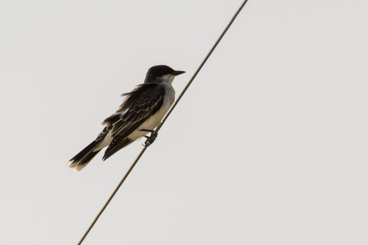 Eastern Kingbird - ML151738991