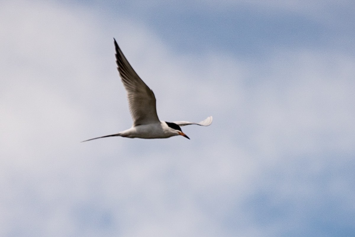 Forster's Tern - ML151739231