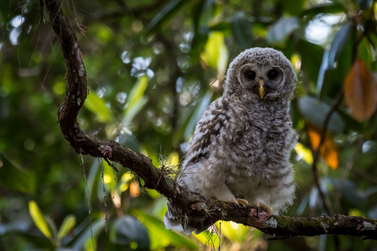 Barred Owl - ML151739511