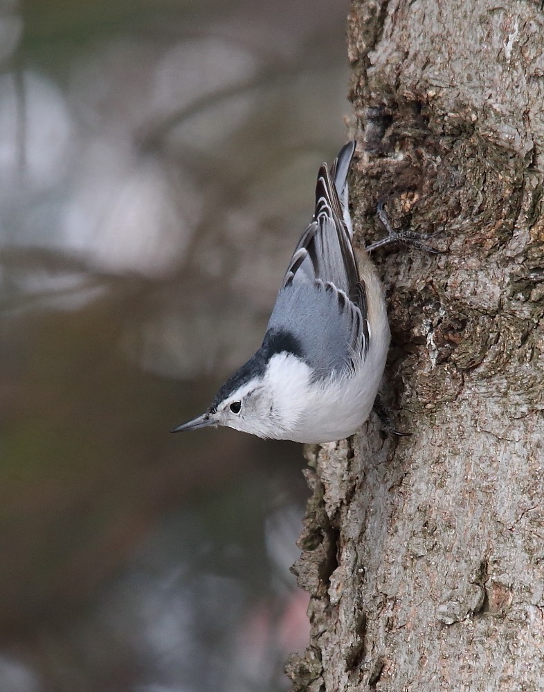 White-breasted Nuthatch - ML151739911