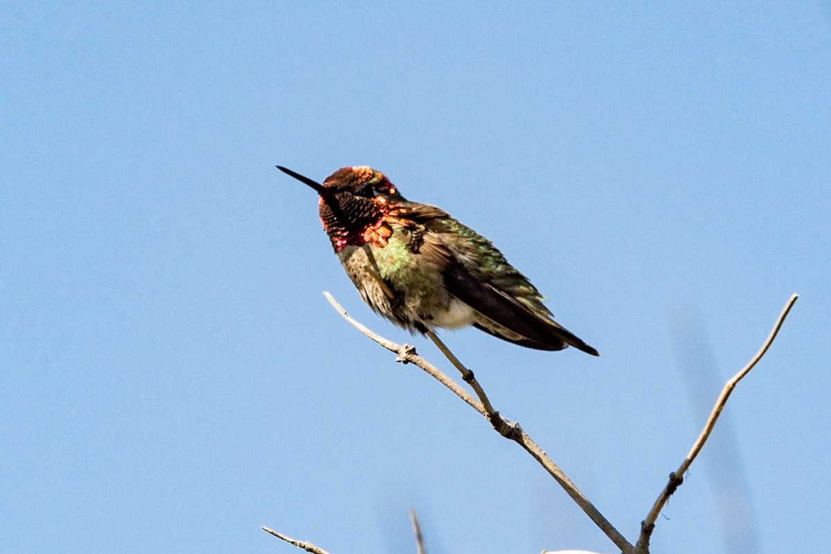 Anna's Hummingbird - ML151740421