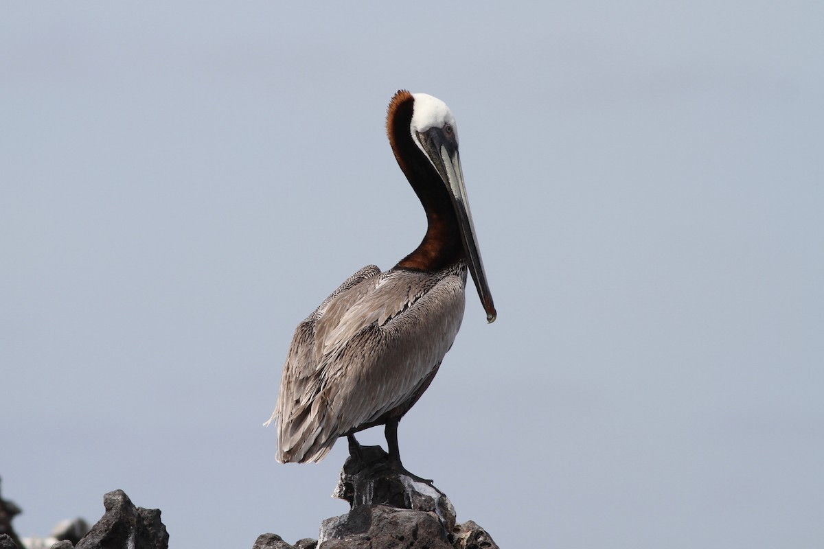 pelikán hnědý - ML151740621