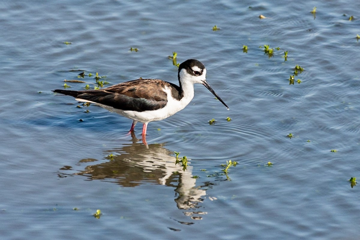 Black-necked Stilt - ML151740701