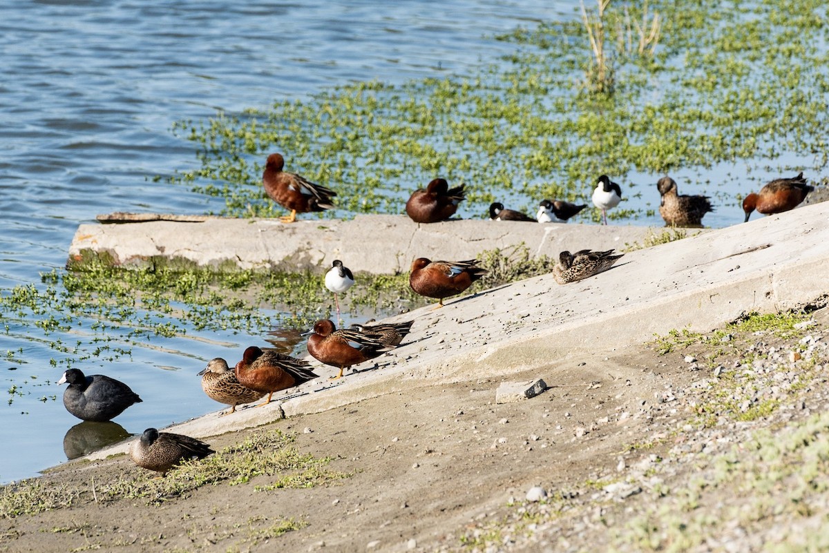 Black-necked Stilt - ML151740891