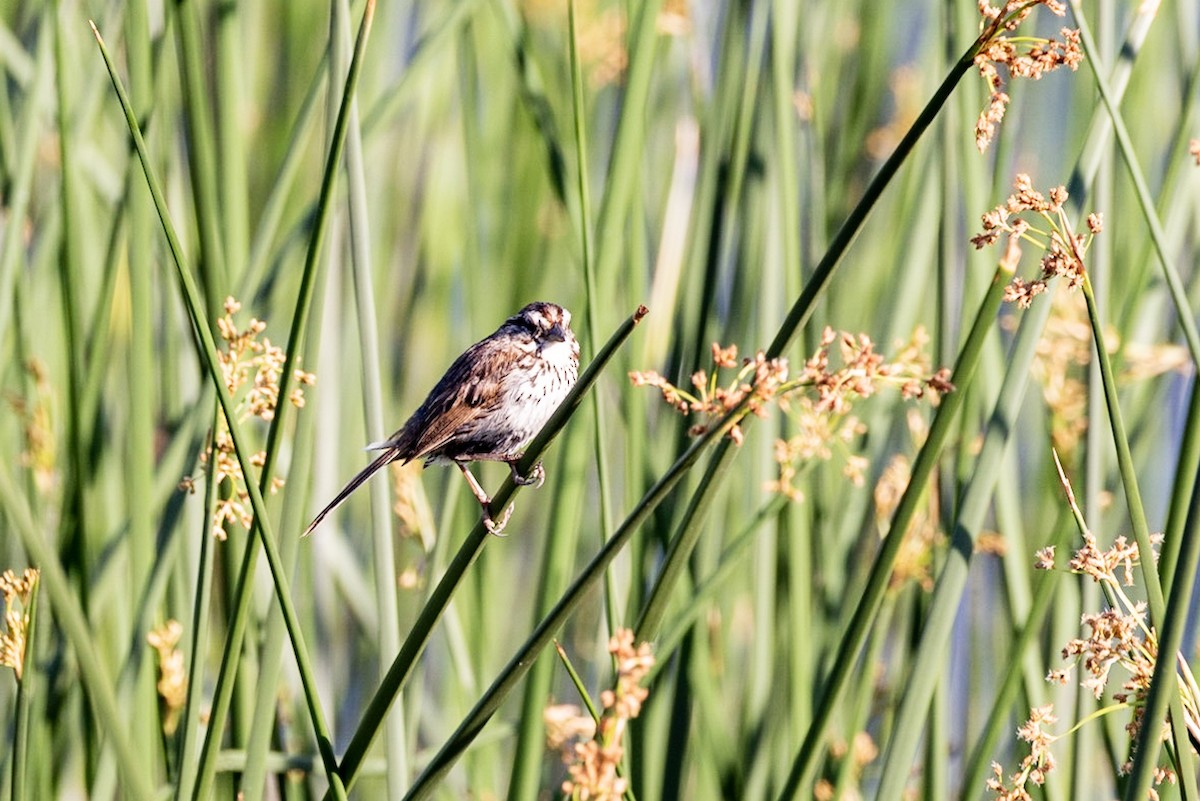 Song Sparrow - ML151741111