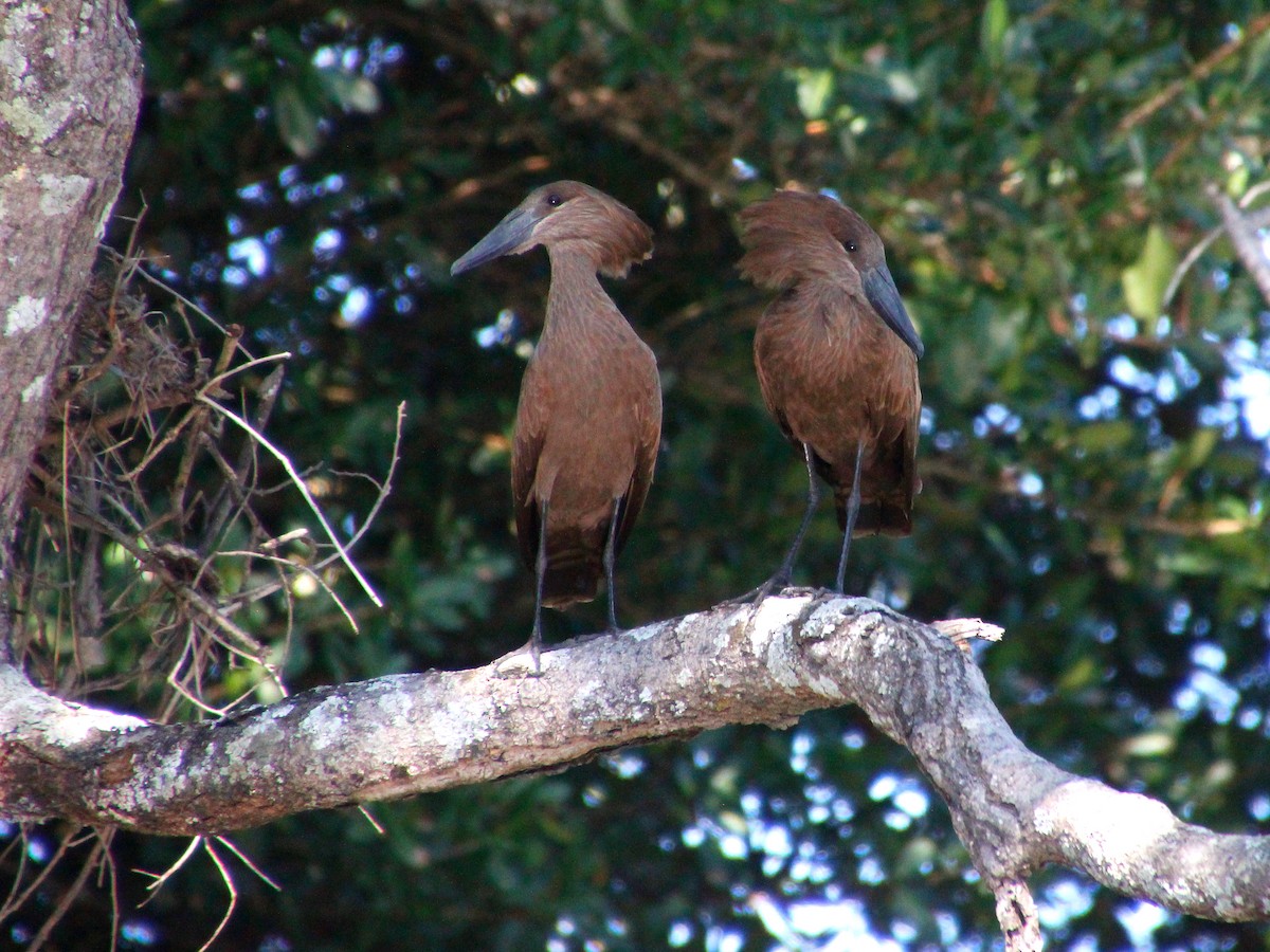 Hamerkop - ML151741391