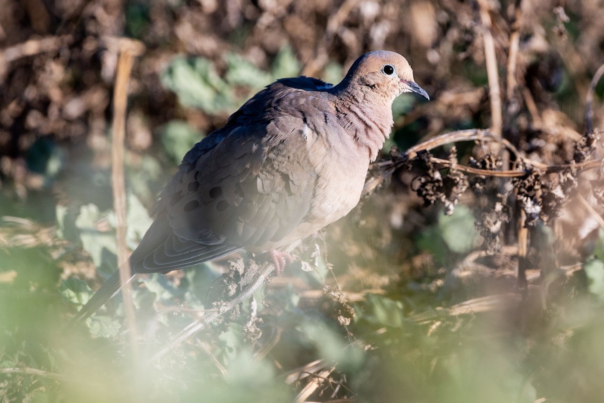 Mourning Dove - ML151741651