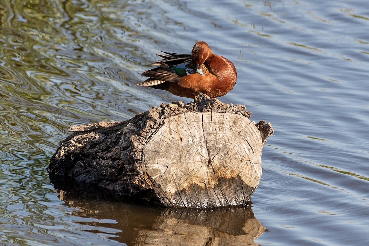 Cinnamon Teal - ML151741951