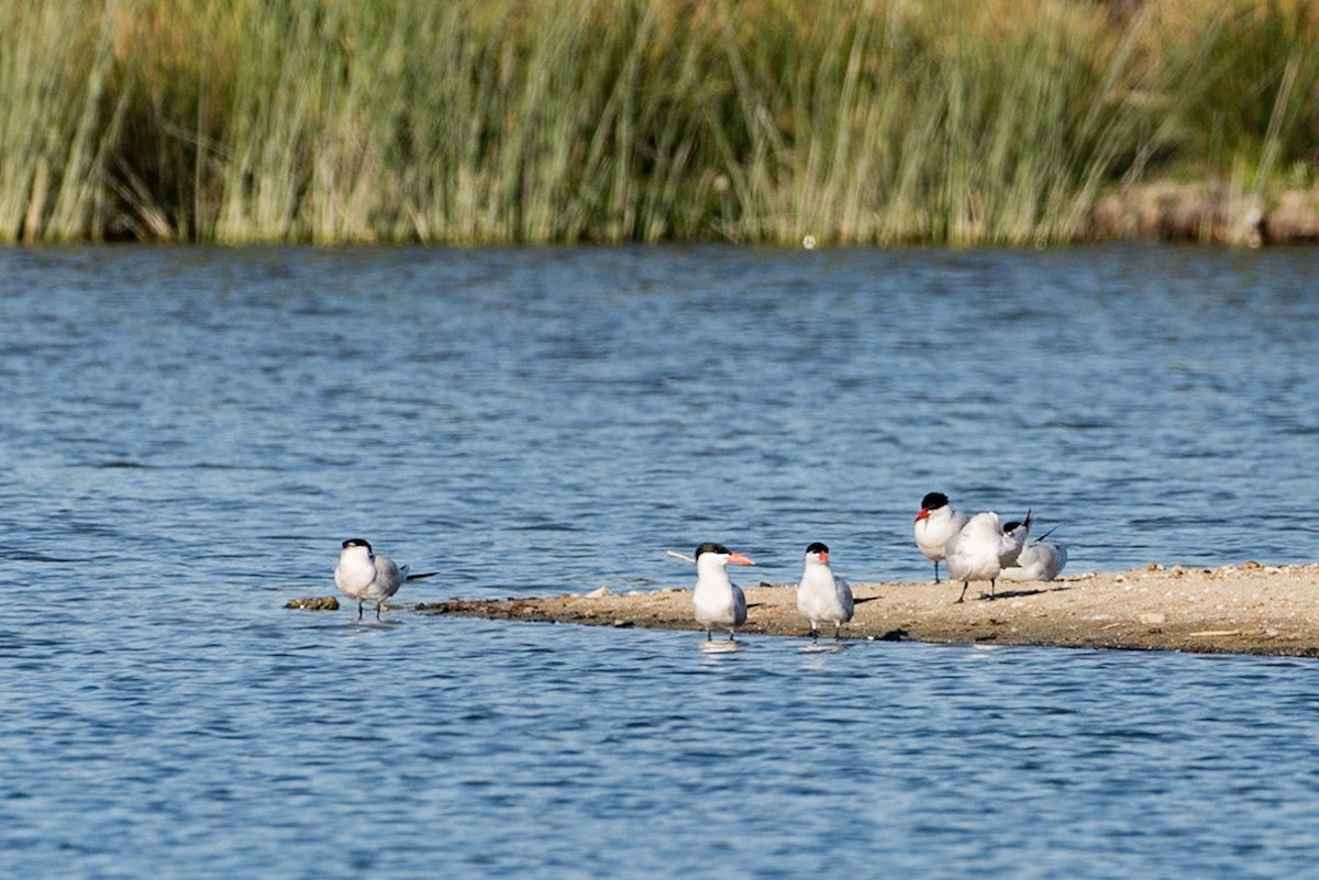 Caspian Tern - ML151742711