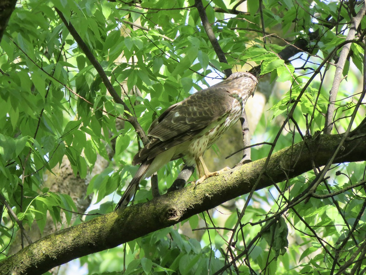 Cooper's Hawk - ML151742931