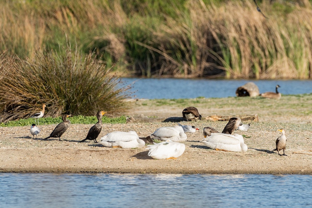 American White Pelican - ML151743251