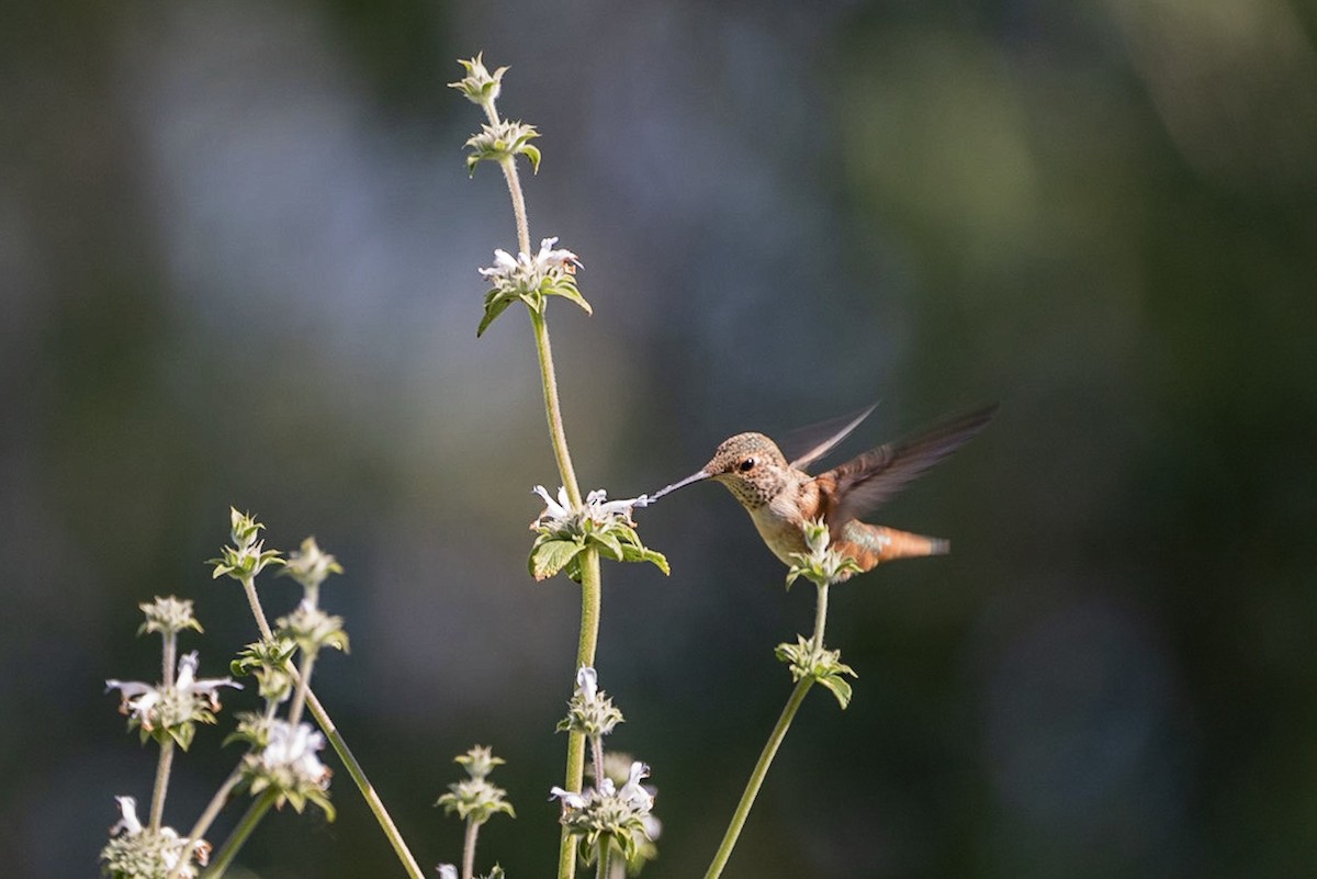 Colibrí de Allen - ML151744111