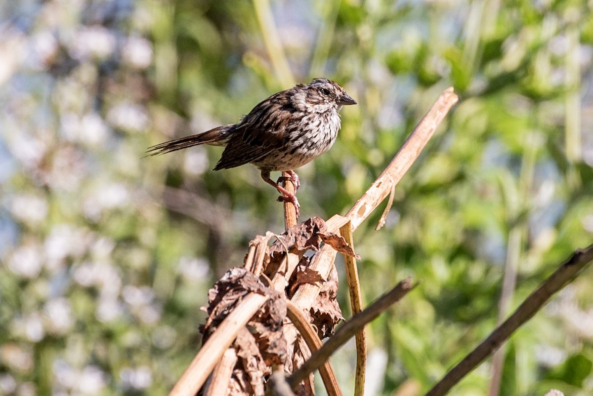 Song Sparrow - Andrea C