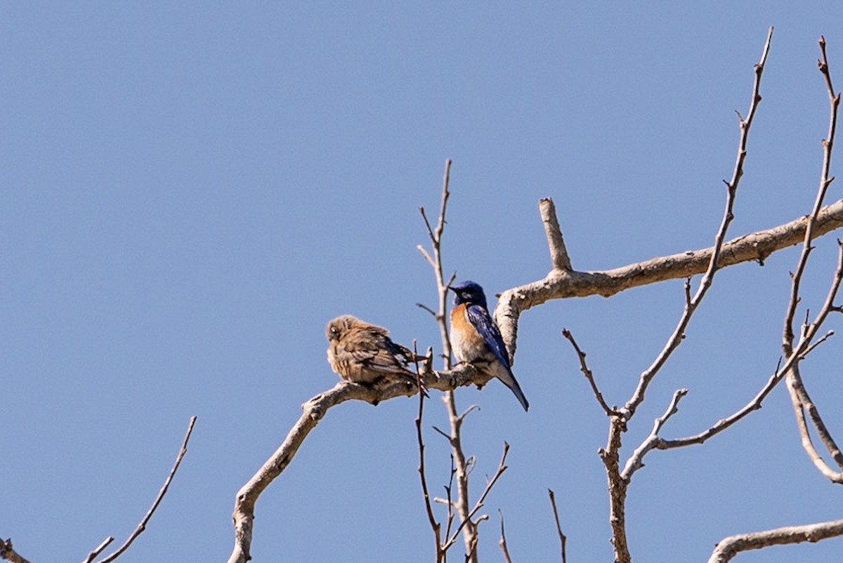 Western Bluebird - Andrea C