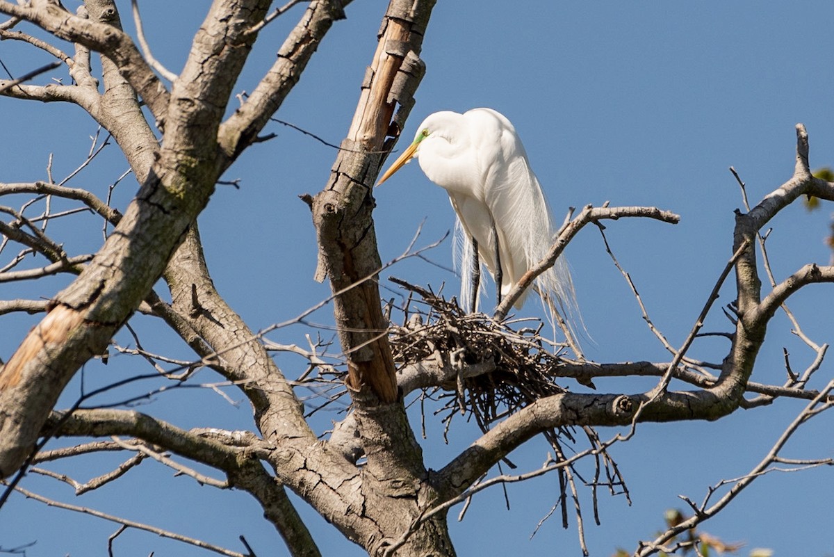 Great Egret - ML151744641