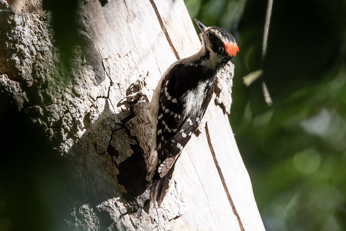 Downy Woodpecker - Andrea C