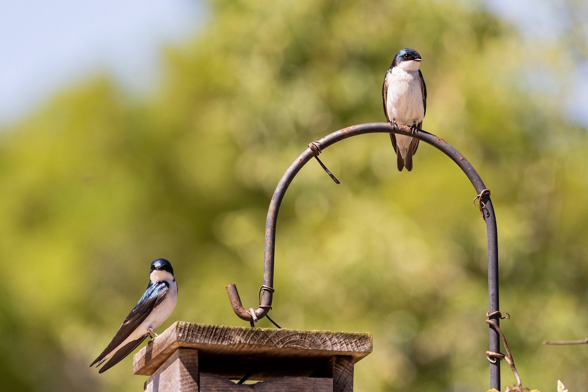 Golondrina Bicolor - ML151744941