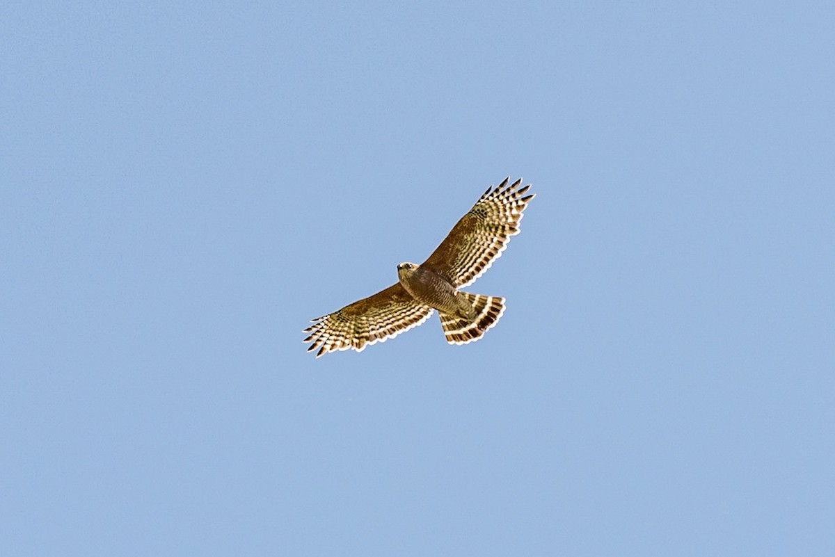 Red-shouldered Hawk - Andrea C