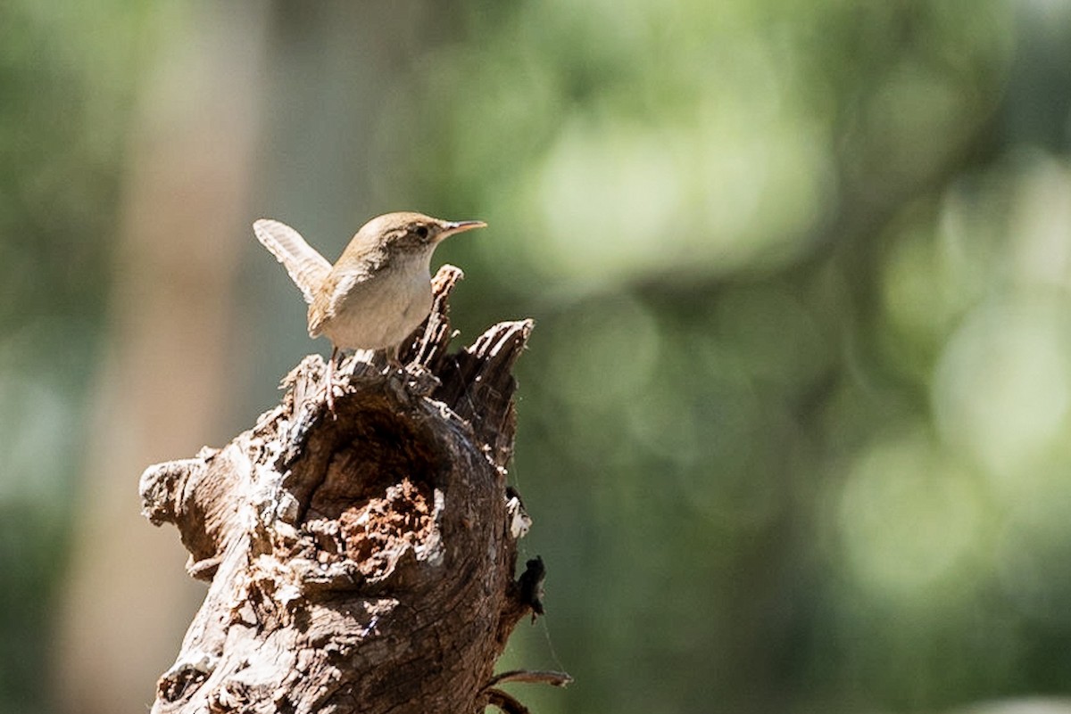 House Wren - ML151745601