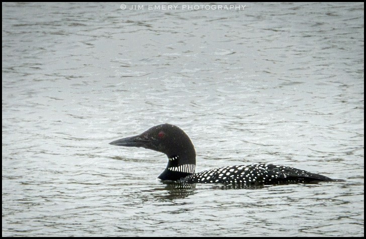 Plongeon huard - ML151746671