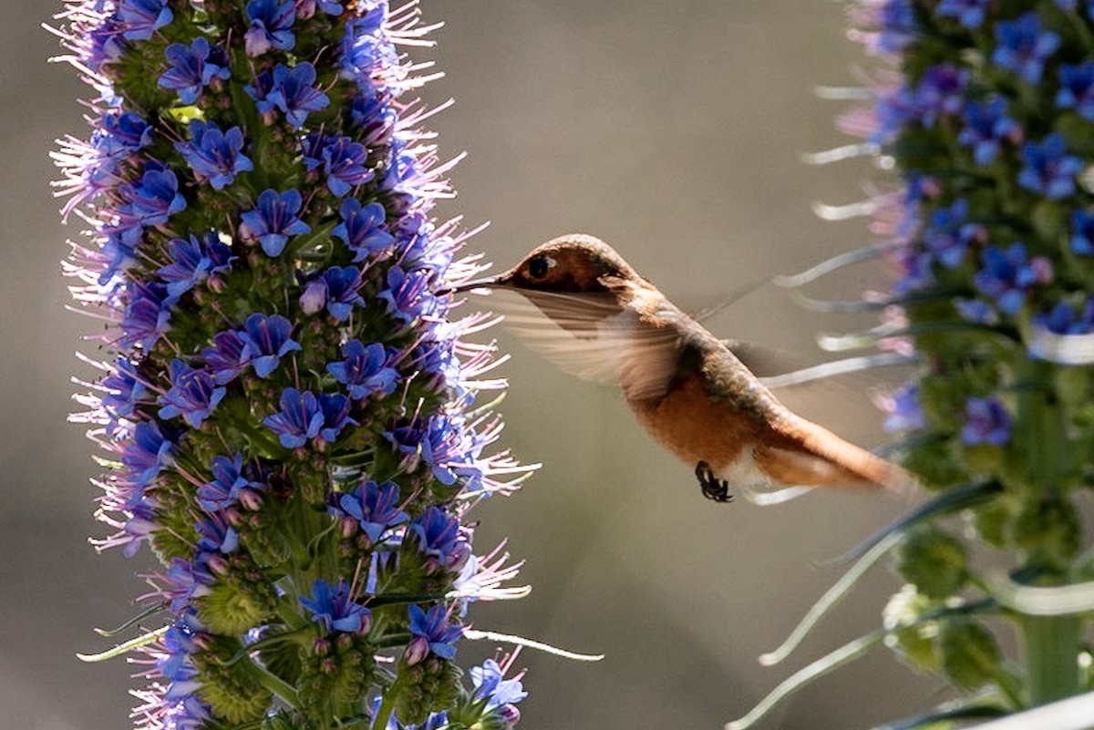 Allen's Hummingbird - Andrea C