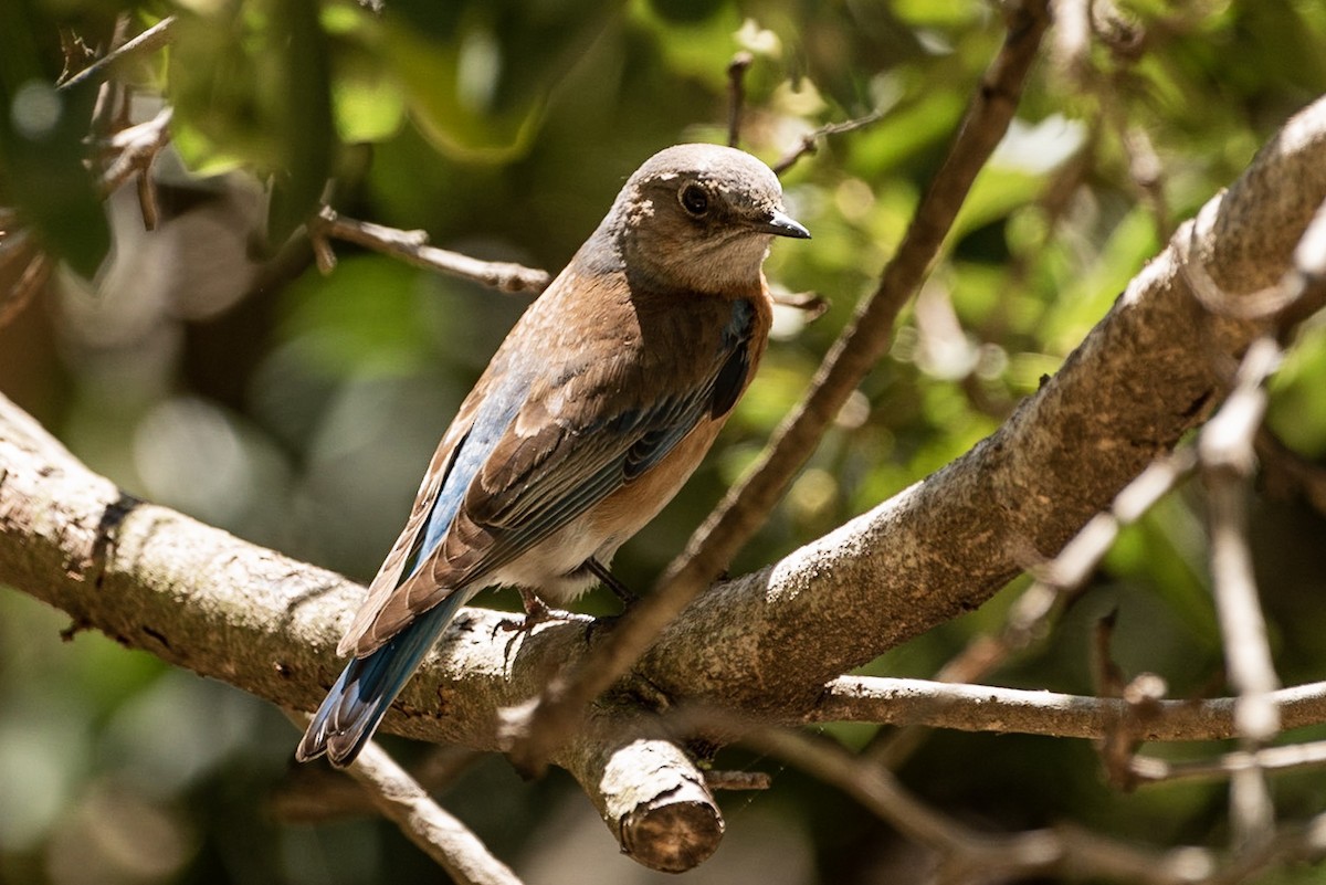 Western Bluebird - Andrea C