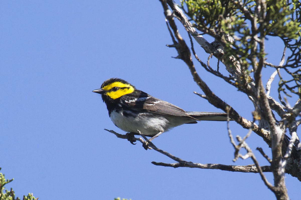 Golden-cheeked Warbler - Liam Wolff