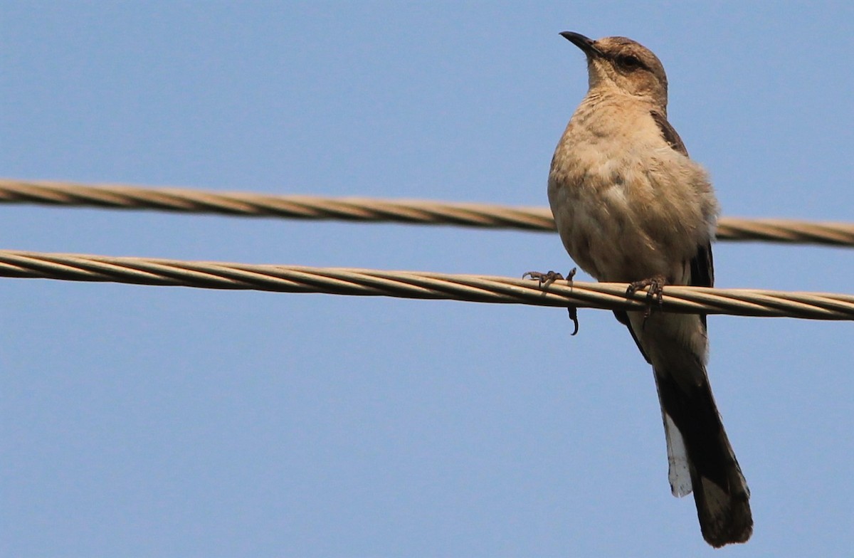 Tropical Mockingbird - ML151749131