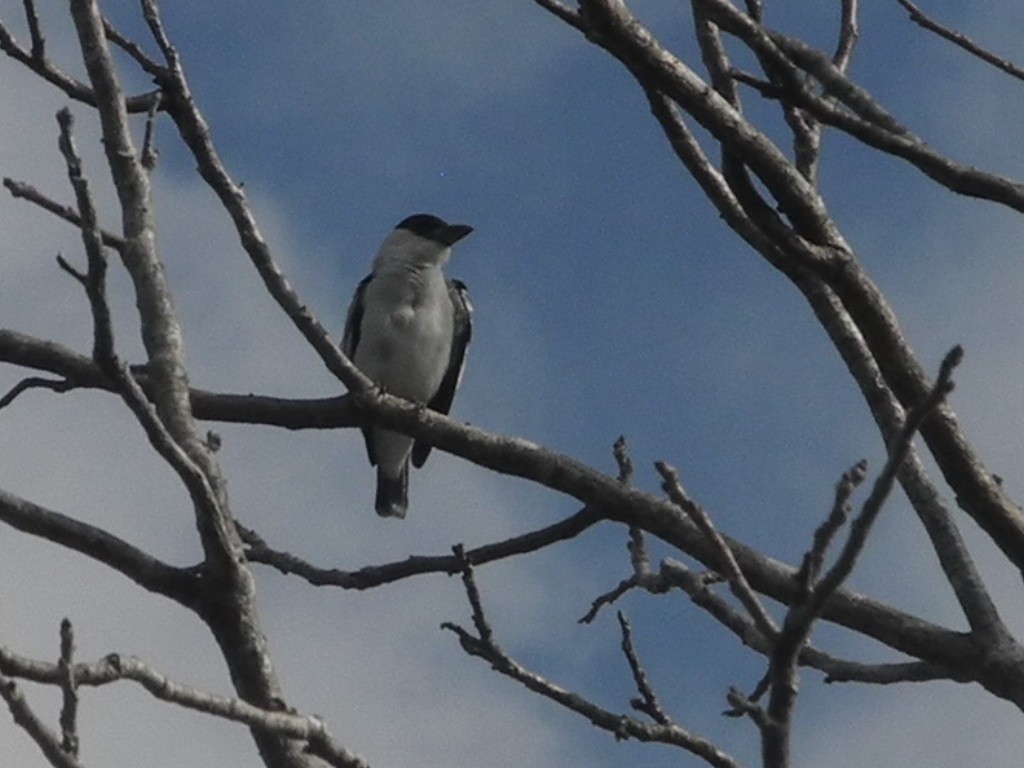 Black-crowned Tityra - ML151749501