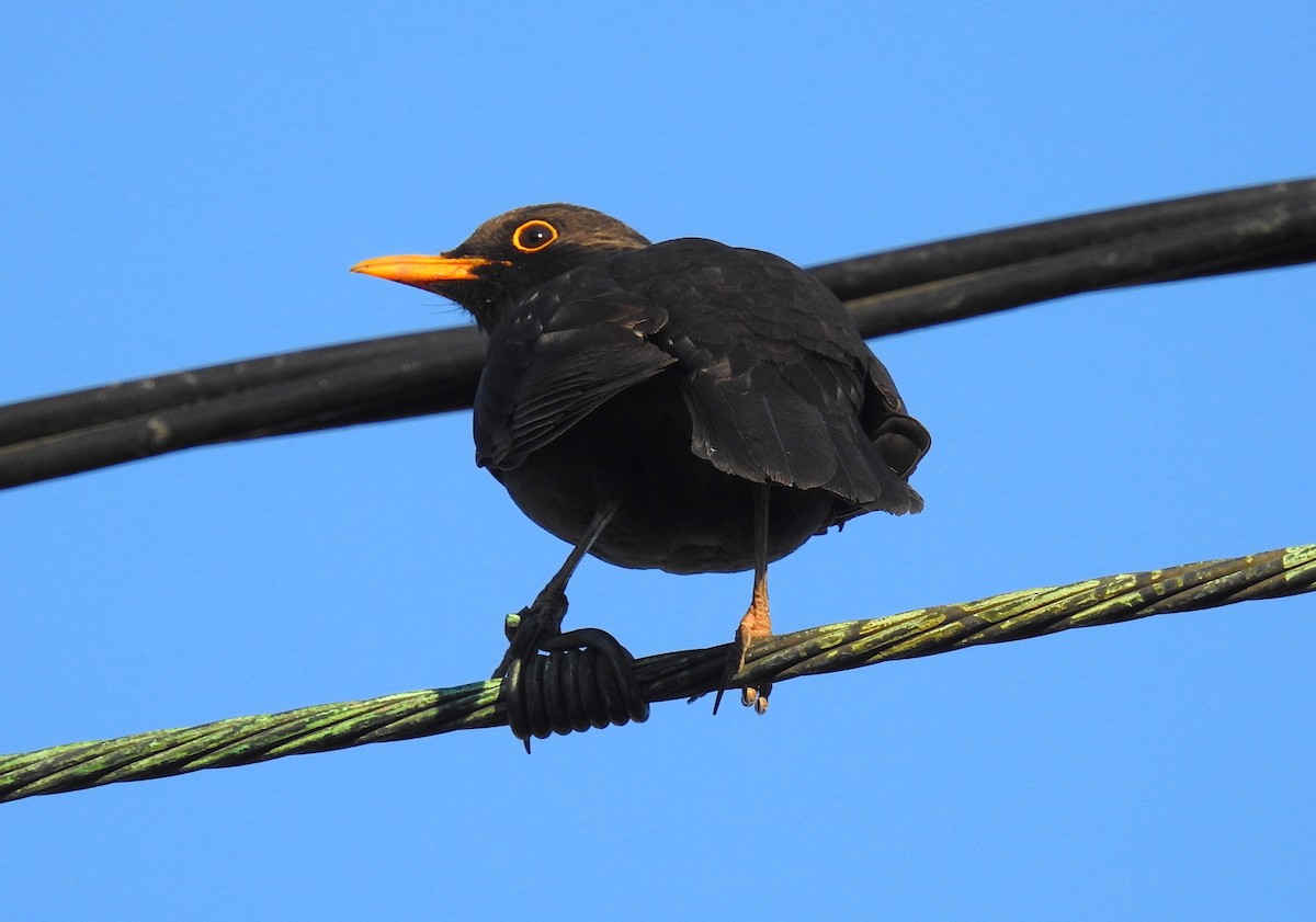 Eurasian Blackbird - ML151749511