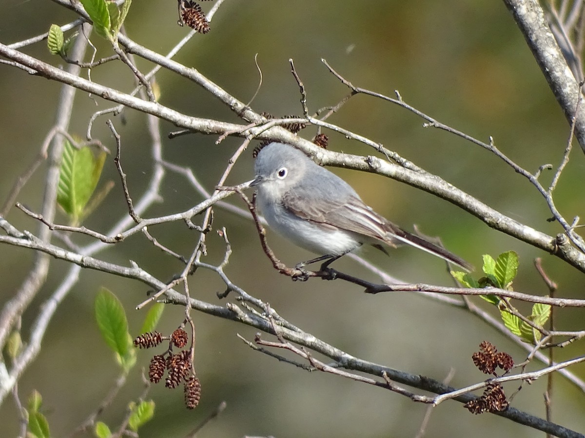 Blue-gray Gnatcatcher - ML151749541