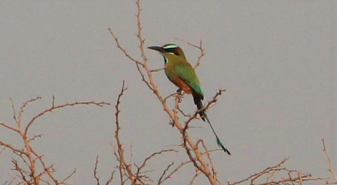 Turquoise-browed Motmot - ML151749621