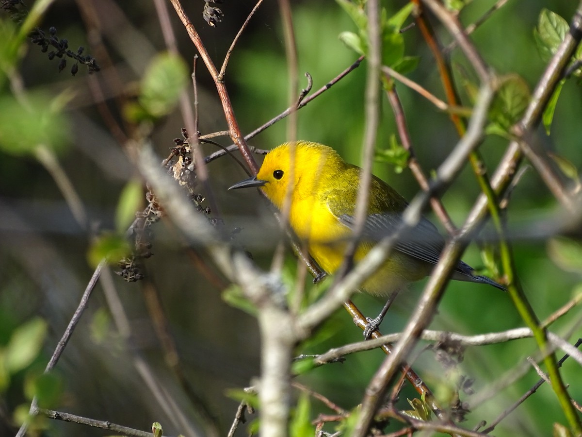 Prothonotary Warbler - ML151749631