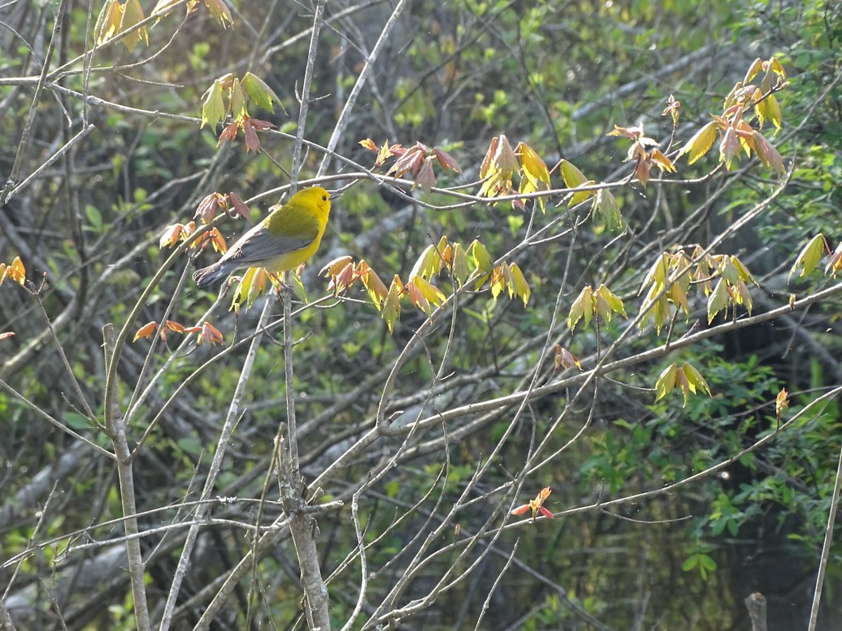 Prothonotary Warbler - ML151749641