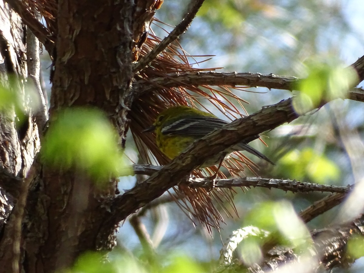 Pine Warbler - ML151749691