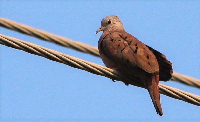 Ruddy Ground Dove - ML151749701