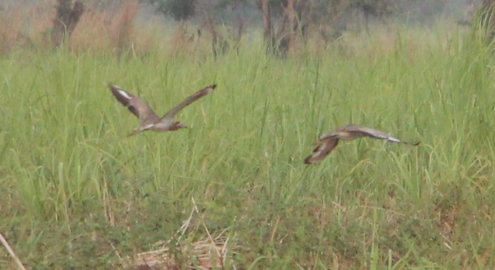 Double-striped Thick-knee - ML151750311