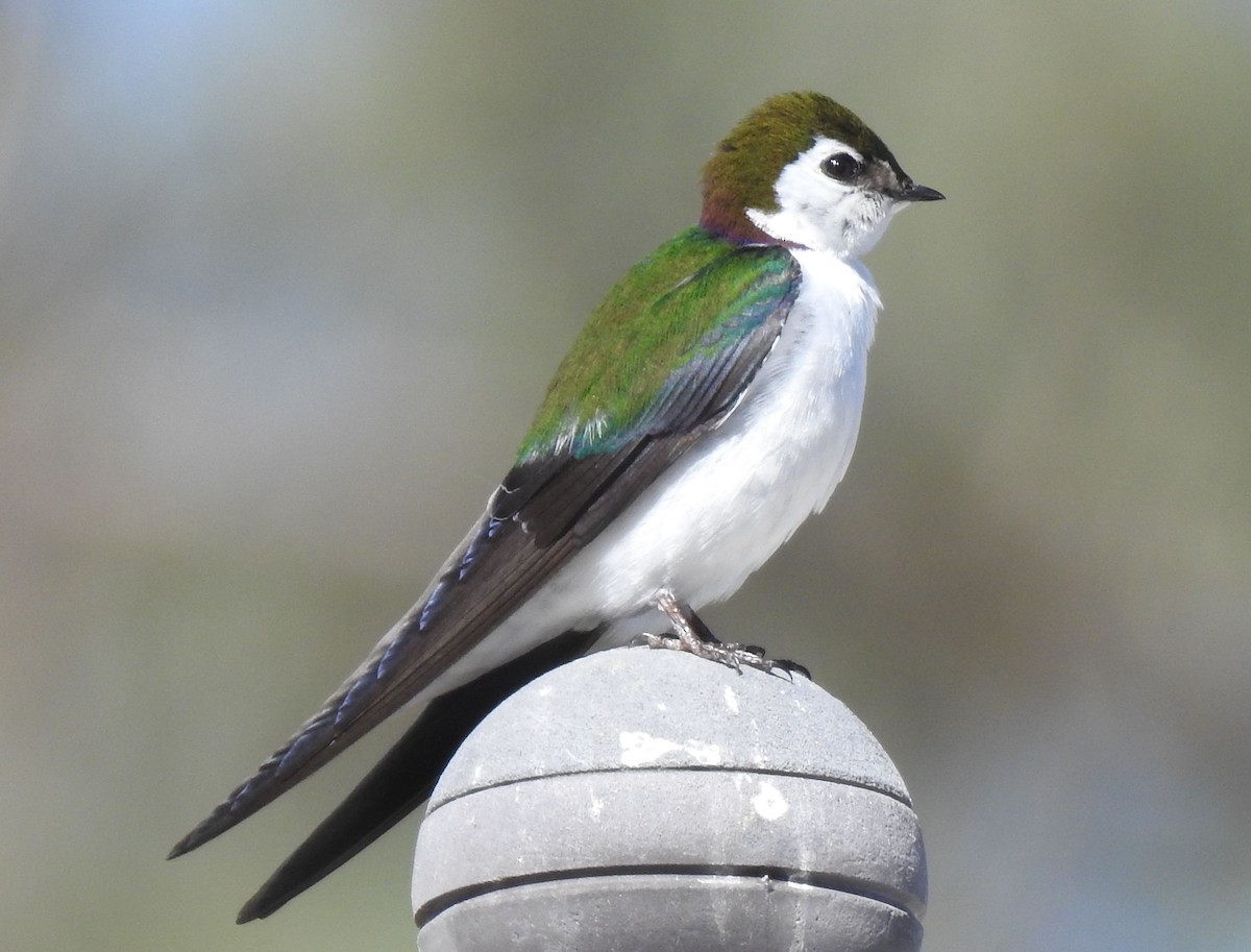 Violet-green Swallow - ML151750331