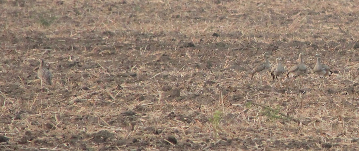 Double-striped Thick-knee - ML151750411