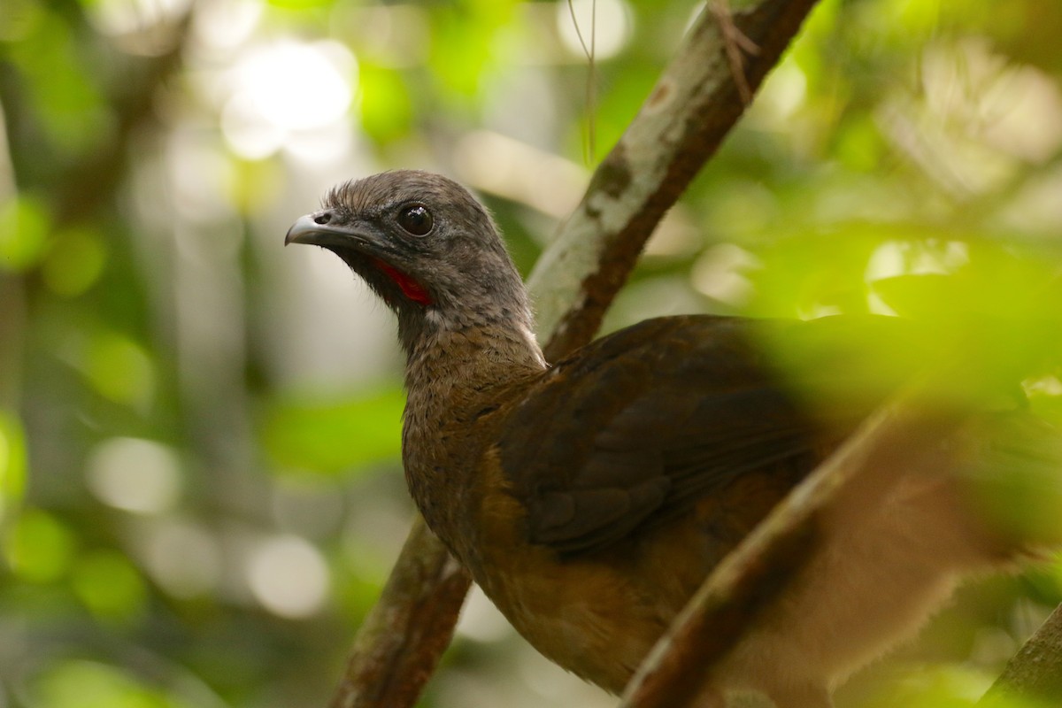 Plain Chachalaca - Stefano Ianiro