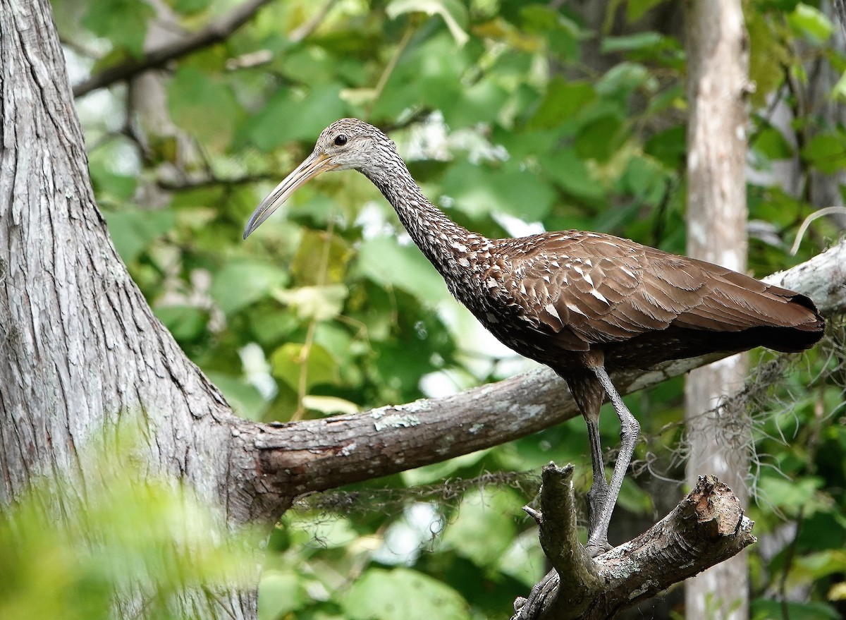 Limpkin - ML151750671