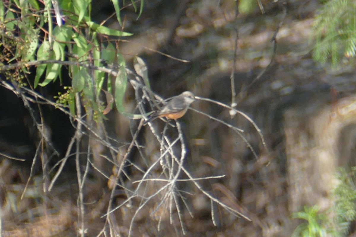 Vermilion Flycatcher - ML151751601